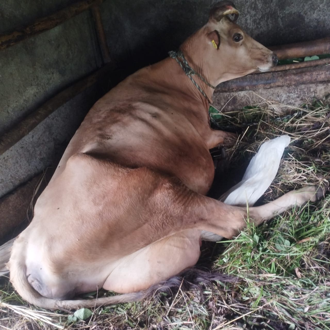 देउमाईमा