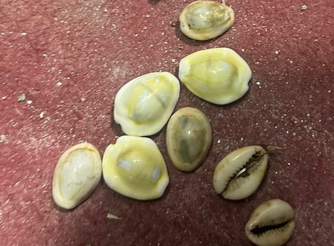 झापाको दमकमा कौडा खेलिरहेका सातजना समातिए