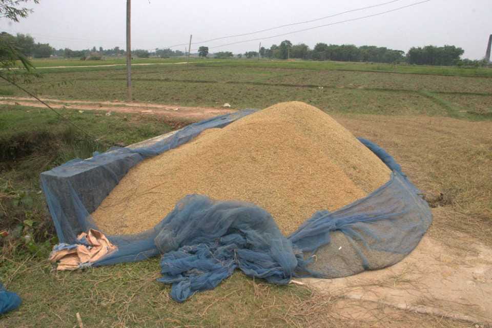 झापामा धान उत्पादनमा बृद्धि, उत्पादकत्वमा भने कमी ❗️