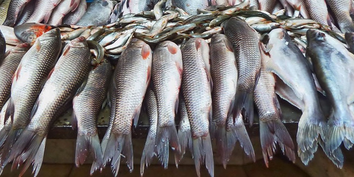 फर्मालिन प्रयोग भएका माछा बिक्रीमा प्रतिबन्ध