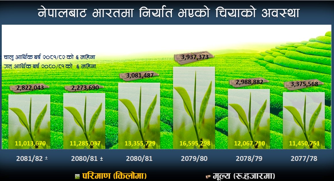 नेपाली चियामाथि फेरि भारतको वक्रदृष्टि: ४०% भन्सार शुल्कसहित अक्सन मार्केट व्यवस्था ल्याउने तयारी