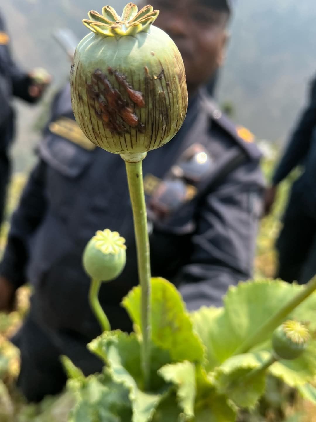 #इलाम प्रहरीद्धारा अफिम खेति नष्ट