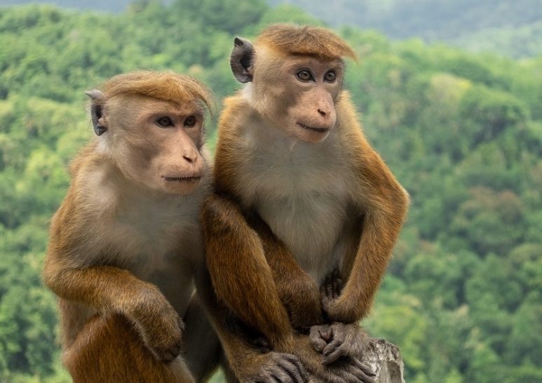 बाहुनडाँगीमा हात्तीभन्दा बाँदर आतंक धेरै