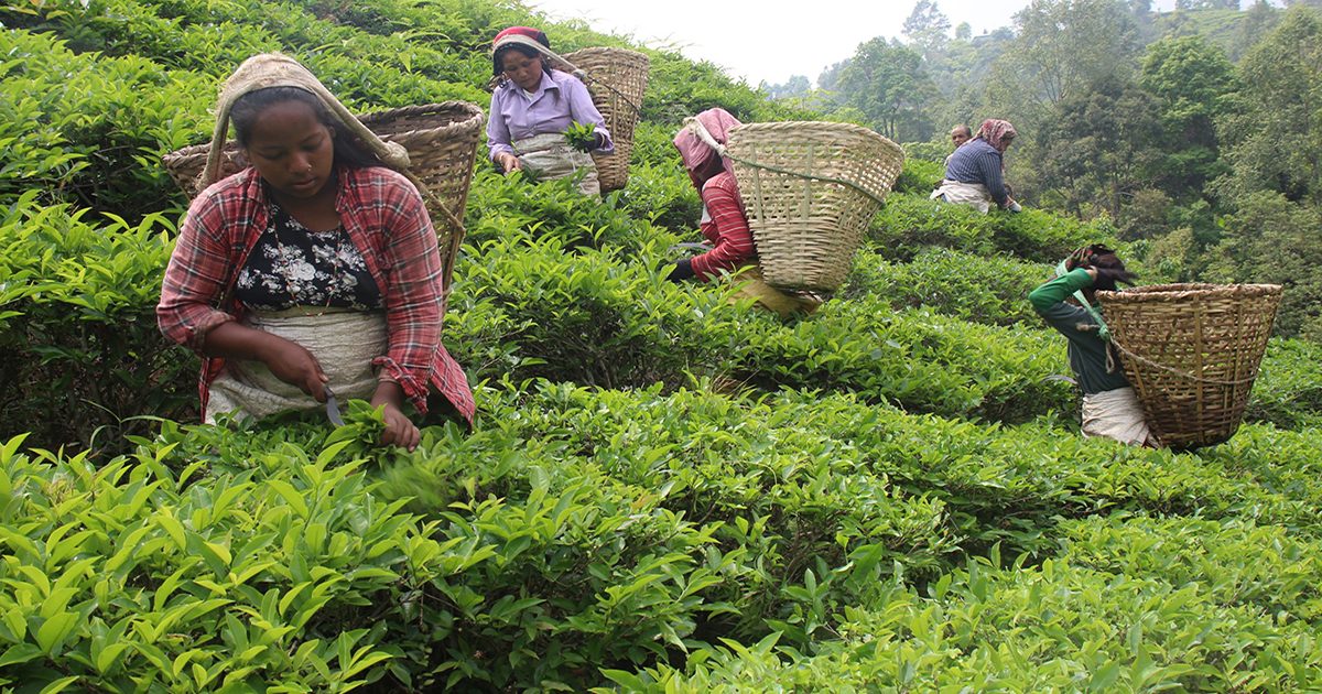 साढे तीन अर्बको चिया निर्यात, चियाको उत्पादन बढ्दो