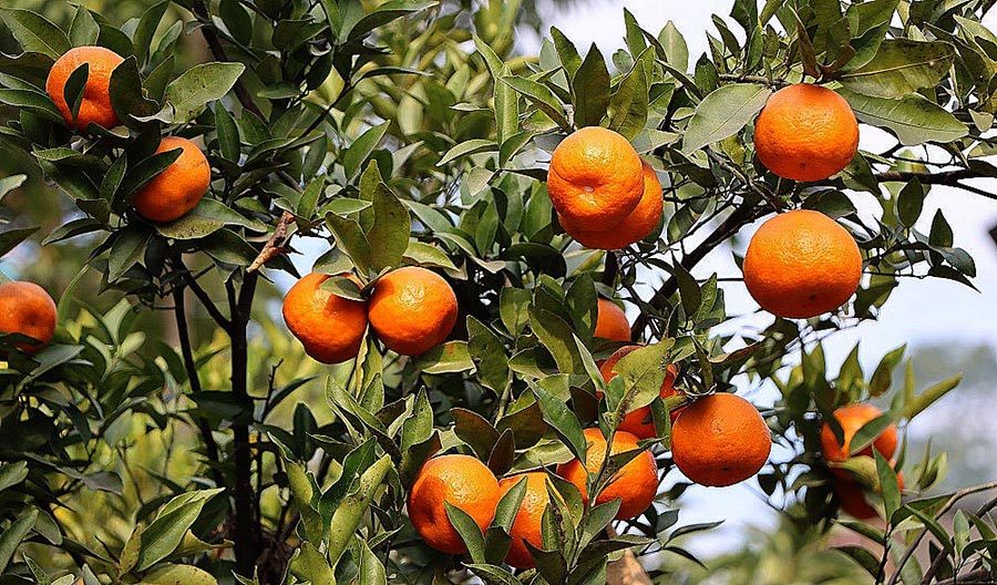 इलामको सलकपुरमा सुन्तला उत्पादन तीन वर्षयताकै उत्कृष्ट, किसान र पर्यटन दुवै उत्साहित