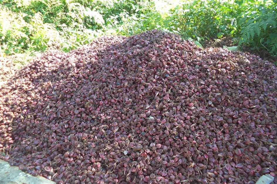 काँकडभिट्टा नाकाबाट सबैभन्दा बढी अलैँची निर्यात