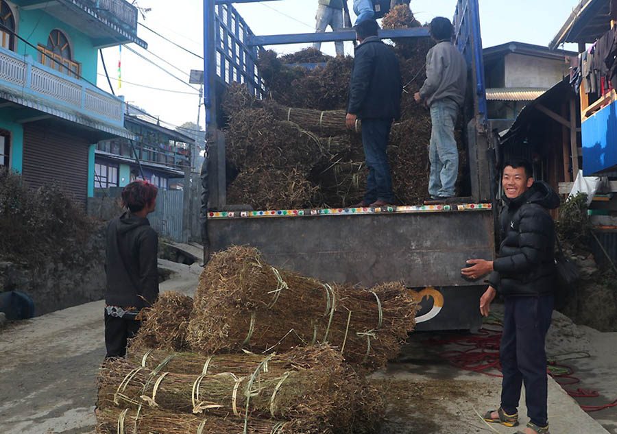 बजार अनिश्चितताले घट्दै चिराइतो खेती, किसान पलायनको जोखिम