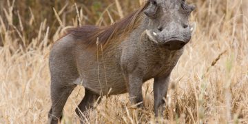 जंगली बँदेल पुनः एक वर्षका लागि कृषि हानिकारक वन्यजन्तु घोषणा