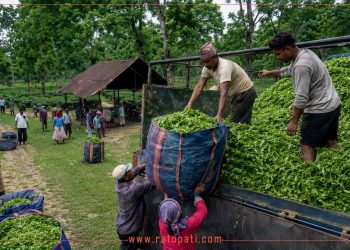 भारतीय गोदाममै थन्कियो नेपाली चिया