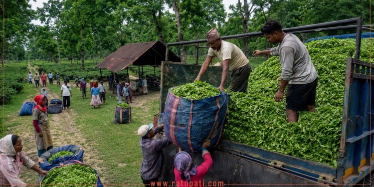भारतीय गोदाममै थन्कियो नेपाली चिया