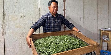 आठ करोडको लगानीमा चिया उद्योग सञ्चालन : उत्पादित ‘अर्गानिक अर्थोडक्स’ अन्तर्राष्ट्रिय बजारमा