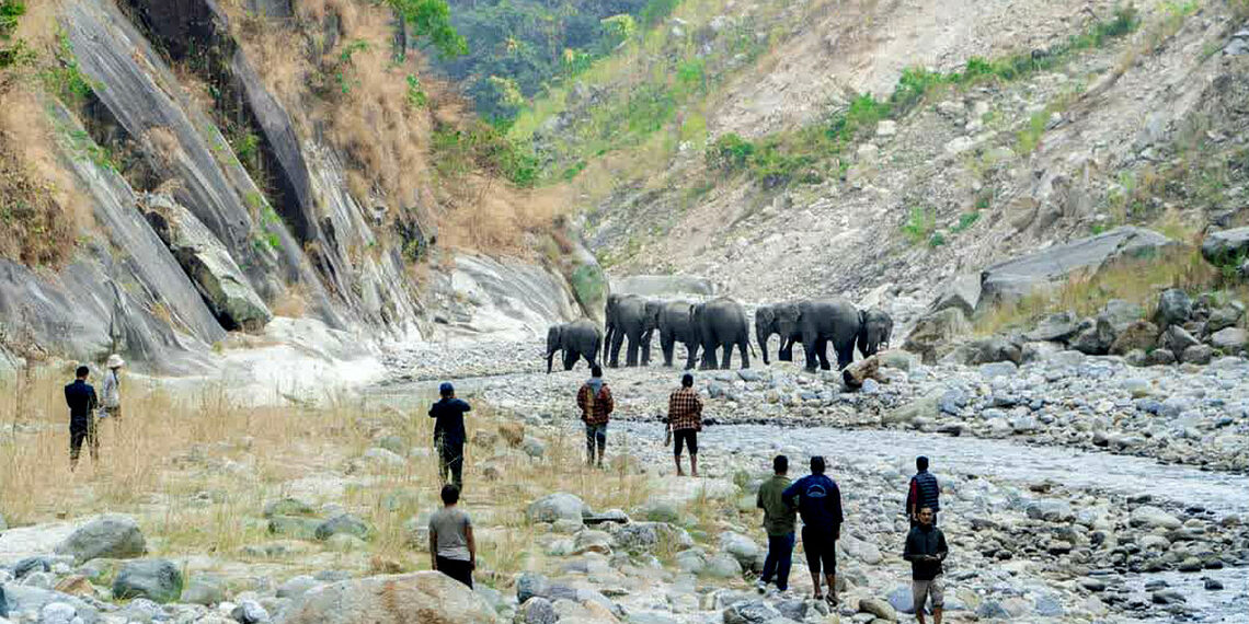 झापाको बाहुनडाँगीबाट सल्किएको हात्ती आतंक फैलँदै, चुरे पहाड पनि चढ्न थाले