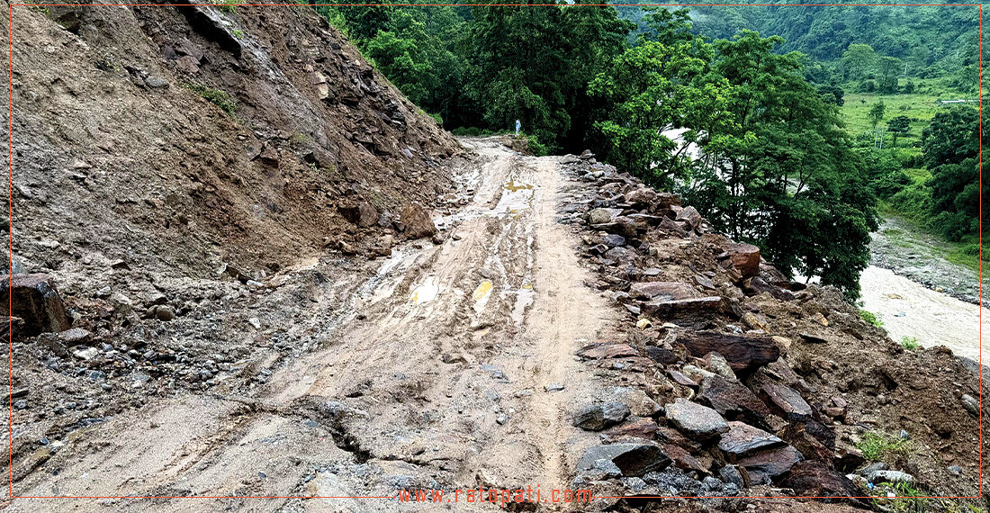दुःख दिइरहेको राजदुवाली, विकल्प अझै बनेन