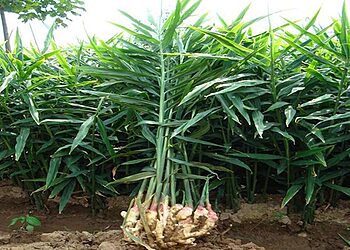 इलाममा अदुवाले आकर्षक मूल्य पाएपछि खेती विस्तार गर्दै किसान