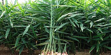 इलाममा अदुवाले आकर्षक मूल्य पाएपछि खेती विस्तार गर्दै किसान