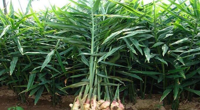 इलाममा अदुवाले आकर्षक मूल्य पाएपछि खेती विस्तार गर्दै किसान