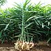 इलाममा अदुवाले आकर्षक मूल्य पाएपछि खेती विस्तार गर्दै किसान